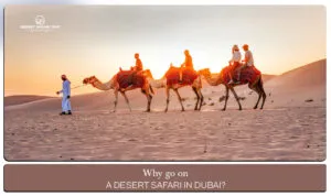 Desert Safari Dubai | Dubai Desert Safari Experience Blog Banner by Dubai Desert Safari Trip